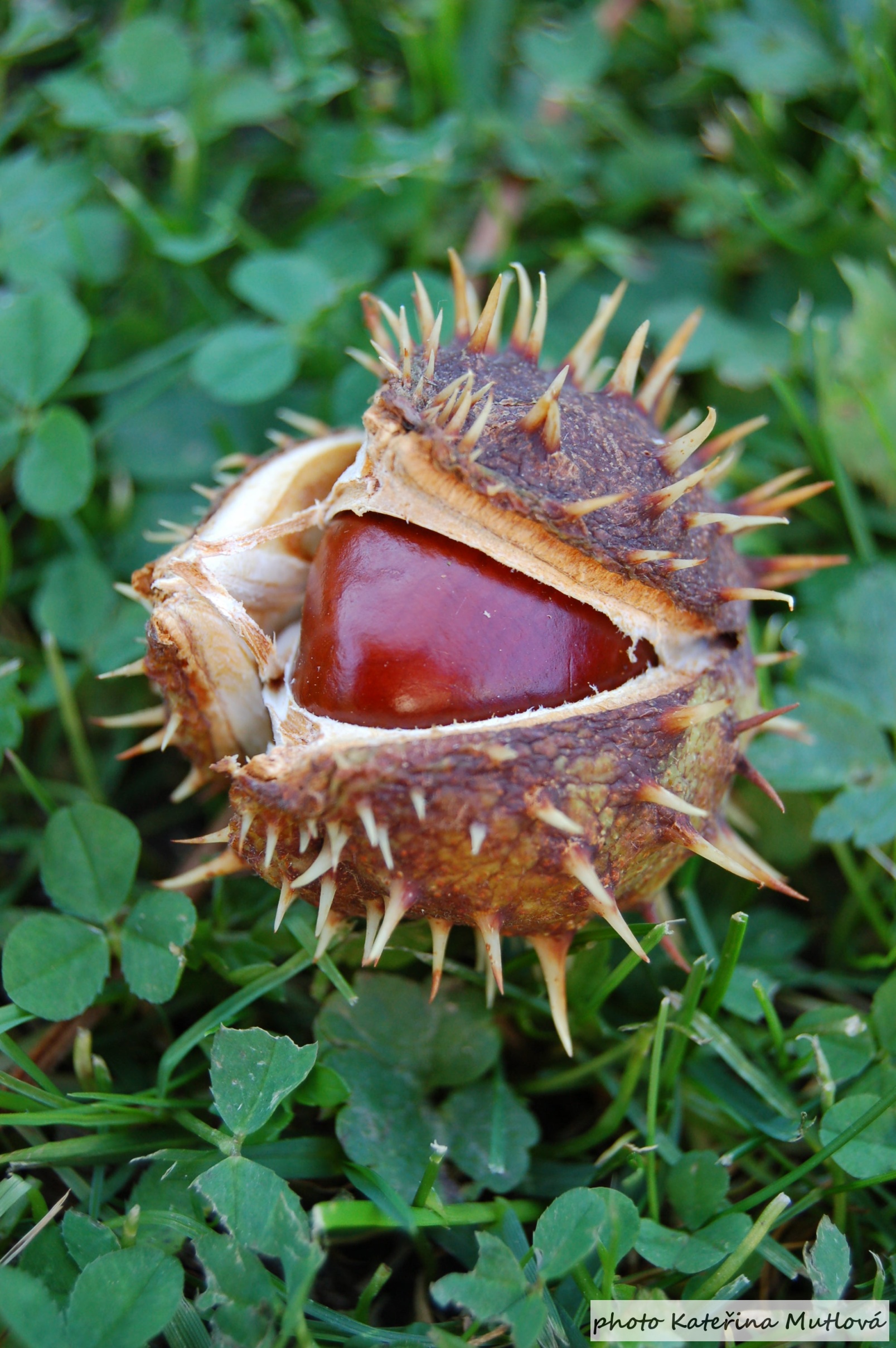 podzim